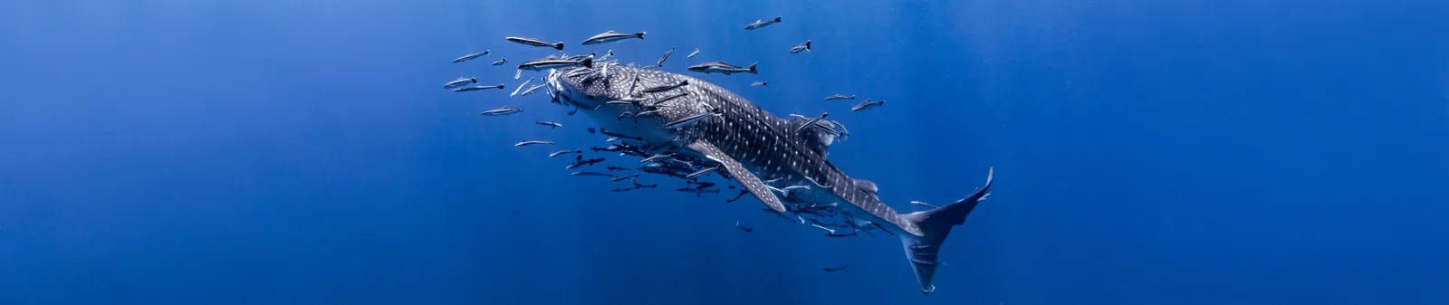 AquaTao