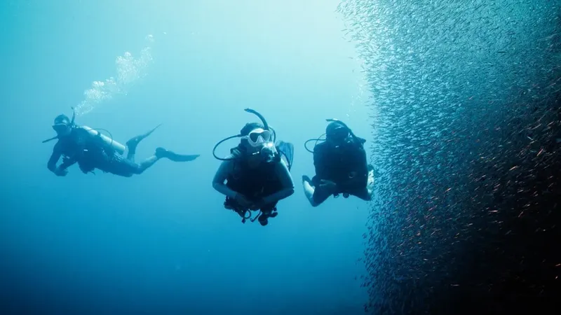 Trois plongeurs explorent un banc de poissons bleus en mer