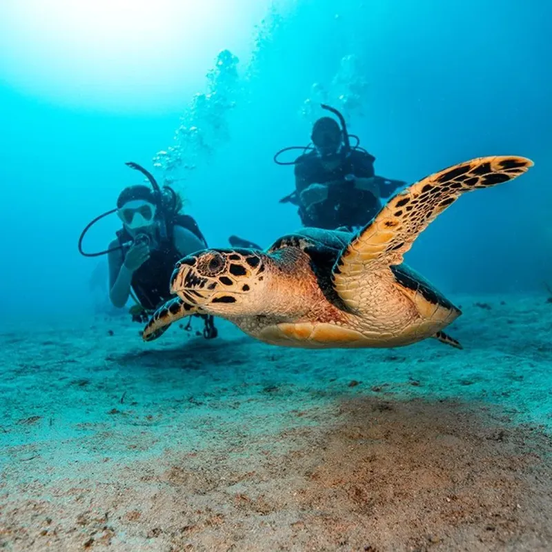 Deux plongeurs observent une tortue de mer nageant au fond marin