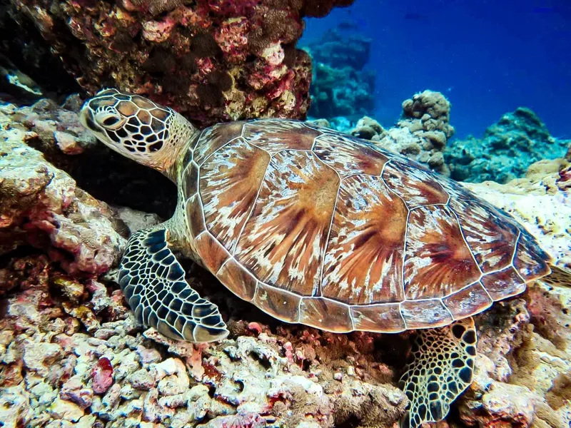 Tortue marine nageant paisiblement au milieu d'un récif corallien coloré