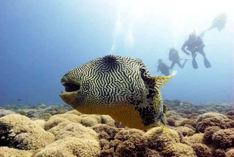 Poisson perroquet massif nageant près de plongeurs sur un récif corallien