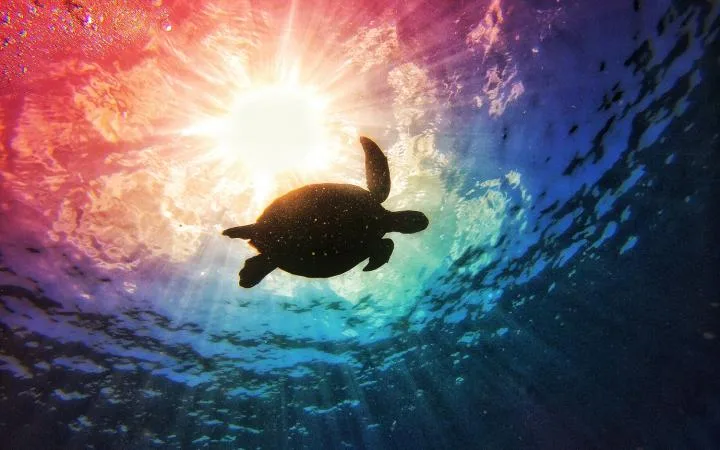 Tortue marine nageant vers la surface dans un jeu de lumière colorée