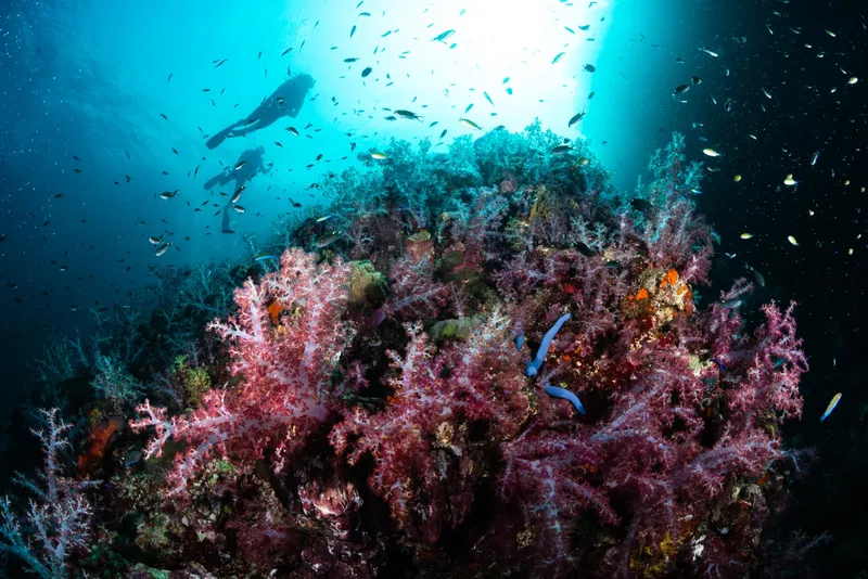 Plongeurs explorant un récif corallien coloré avec de nombreux poissons