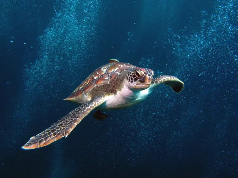Tortue marine nageant paisiblement dans une eau bleue et lumineuse
