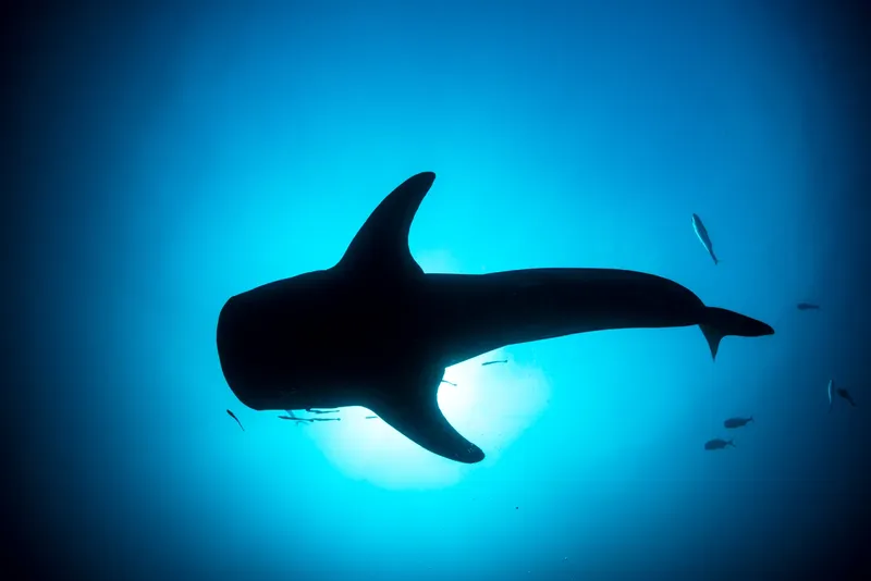 Requin baleine vu d'en bas, nageant dans une eau bleu clair