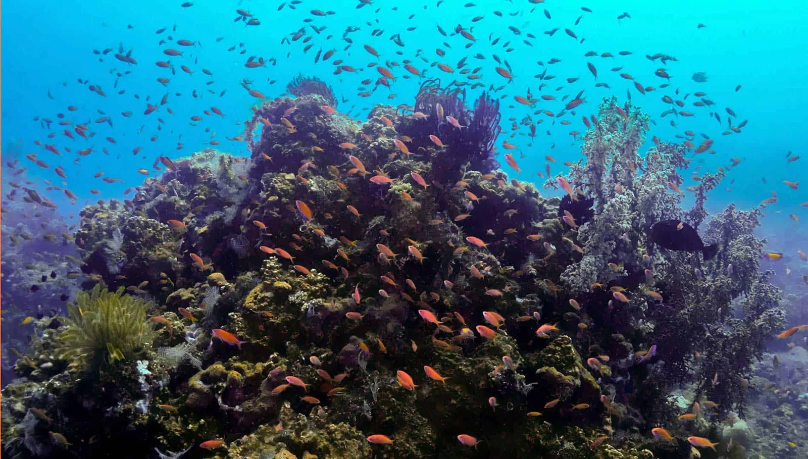 Recif corallien luxuriant avec une multitude de petits poissons colorés