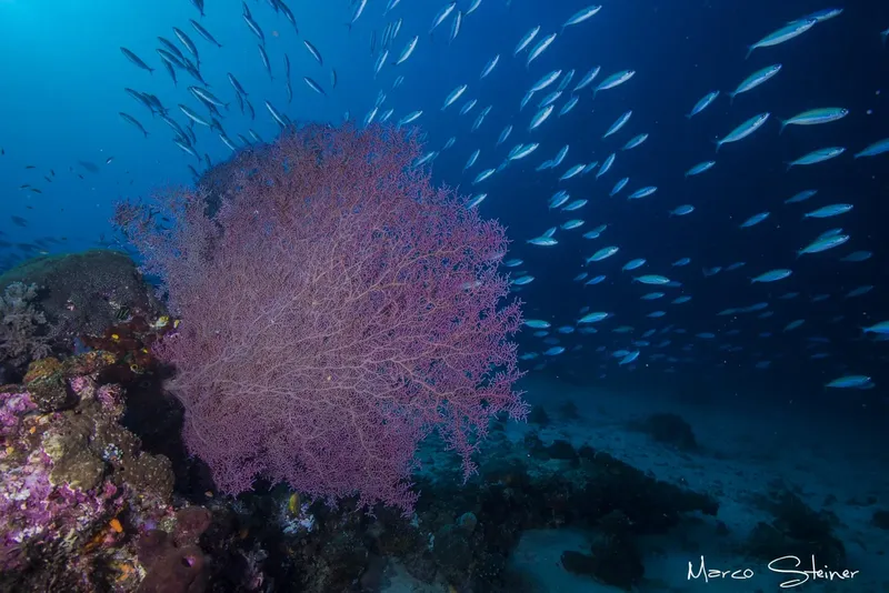 Corail gorgonien rose et banc de poissons argentés en mer