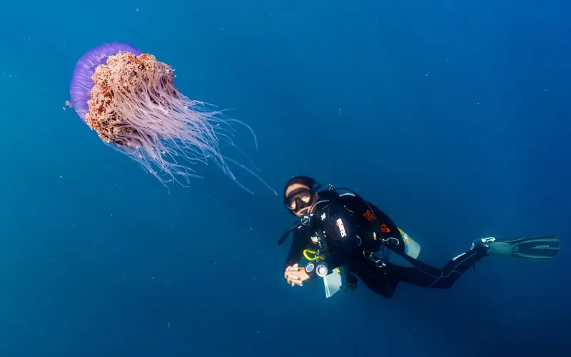 Plongeur face à une grande méduse dans l'eau bleue