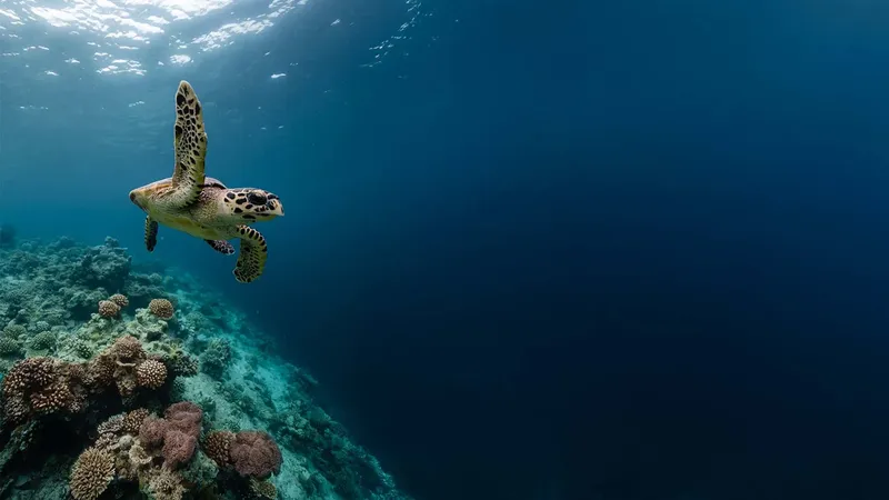 Tortue marine nageant au-dessus d'un récifal corallien ensoleillé