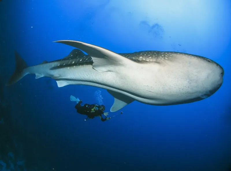 Plongeur observant un requin baleine géant dans l'eau bleue