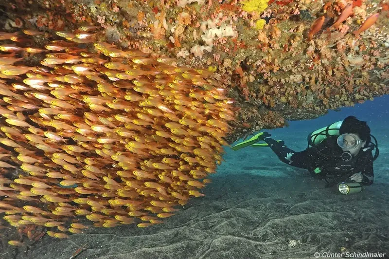 Plongeur observant un banc de poissons colorés sous un récif corallien
