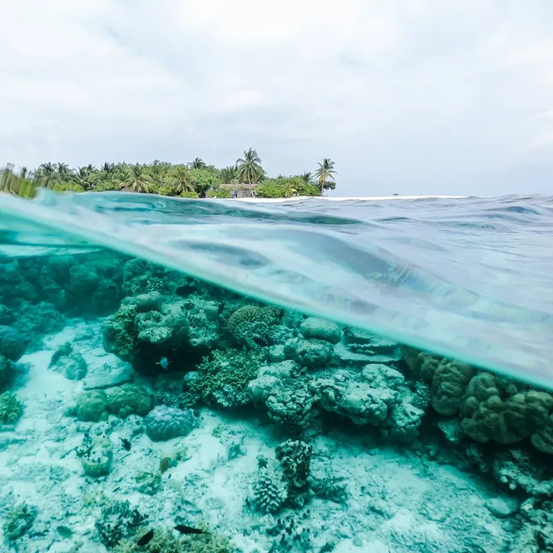 Recif corallien turquoise et eau claire avec végétation tropicale