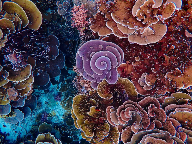 Coraux colorés en spirale et en forme de cerveau sur un fond marin
