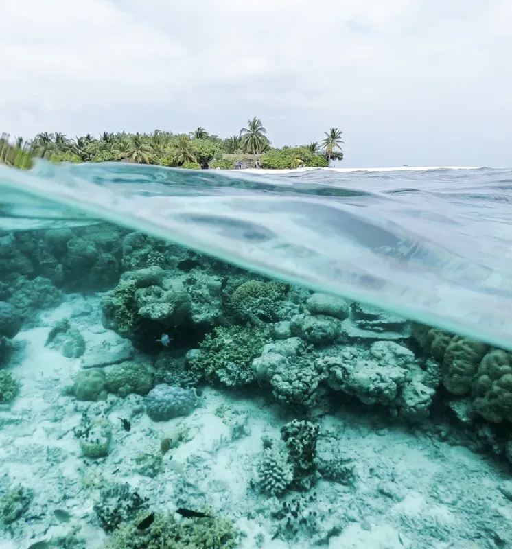 Vue sous-marine d'un récif corallien avec une île tropicale