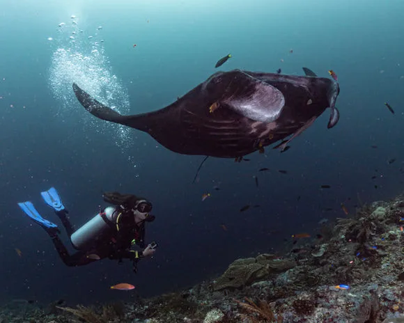 Plongeuse observant une raie manta géante dans un récif corallien