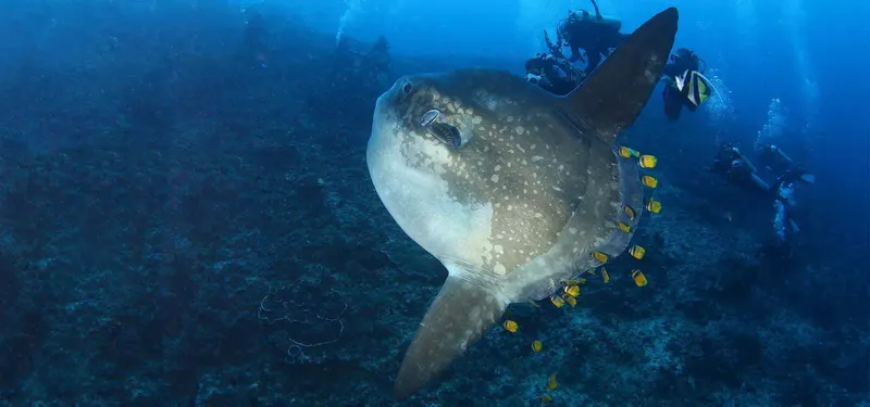 Mola mola, requin baleine des mers, entouré de petits poissons jaunes