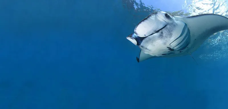 Raie manta majestueuse nageant dans une eau bleue et ensoleillée