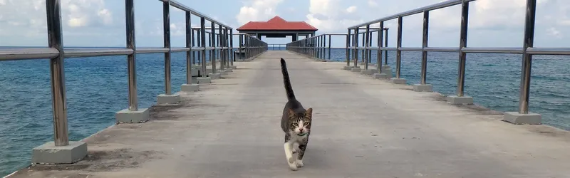 Un chat marche sur un ponton en béton au-dessus de l'eau