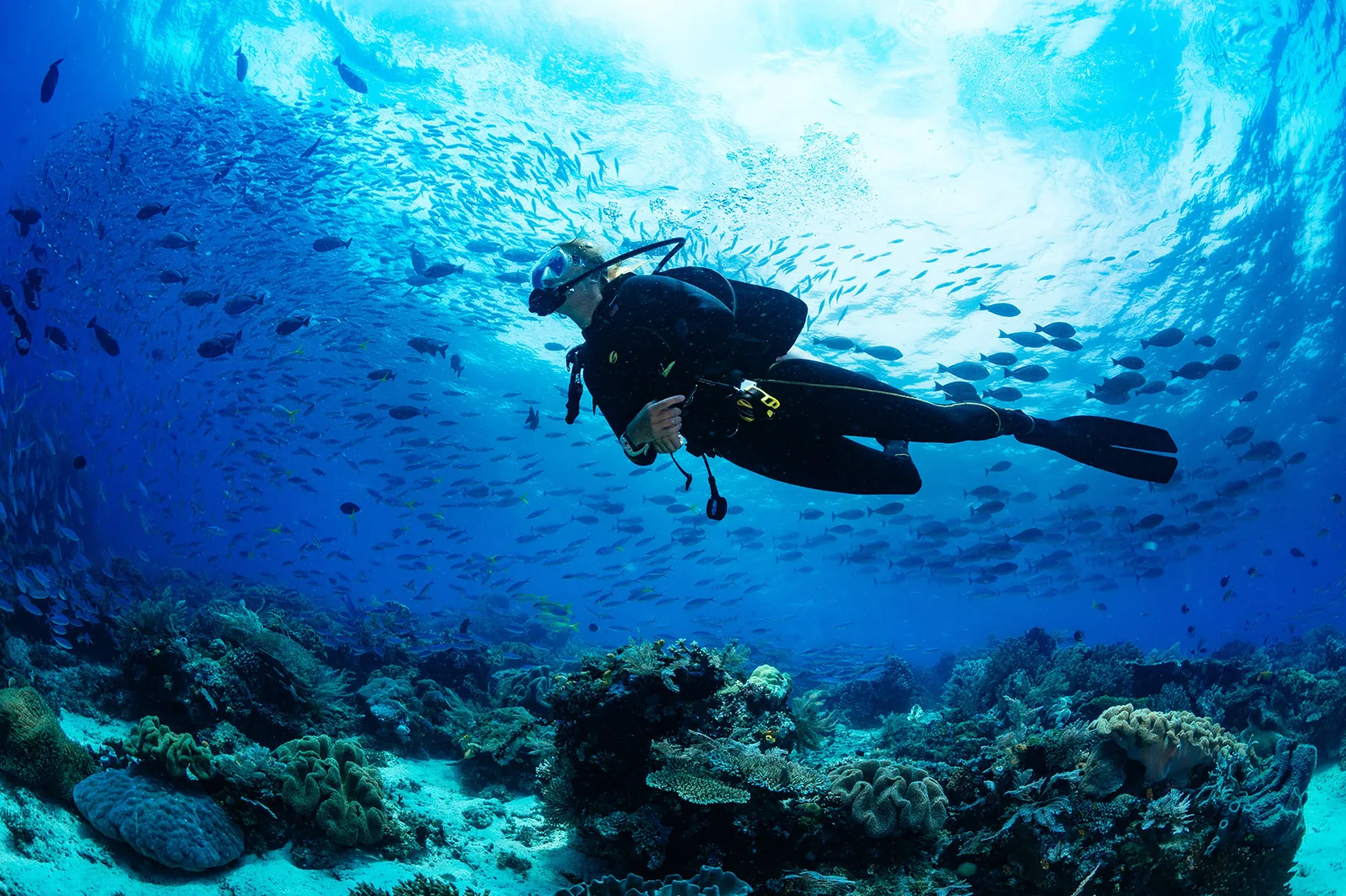 Blue Heaven Divers