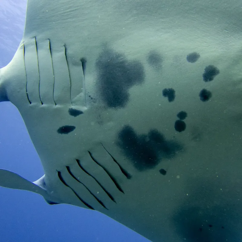 Raie manta nageant en eaux bleues, vue rapprochée de son dos tacheté