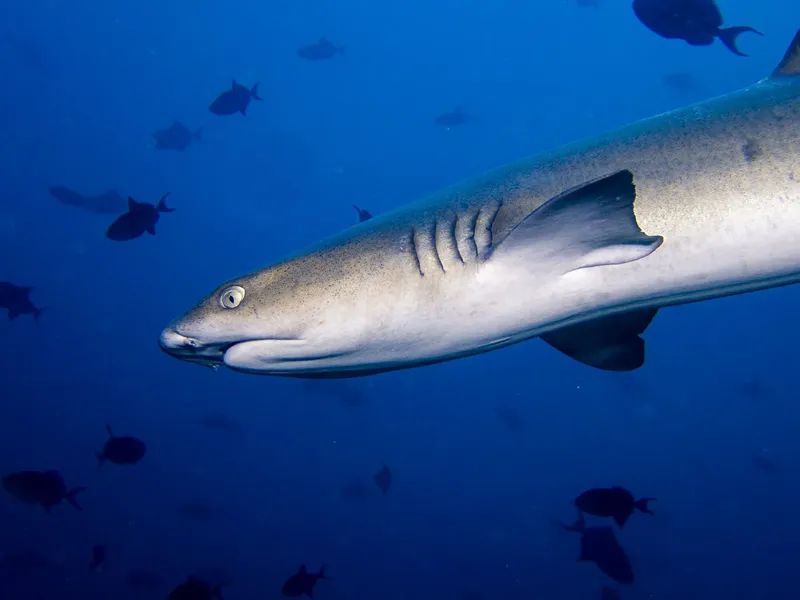 Requin de récif à pointes blanches nageant dans l'eau bleue