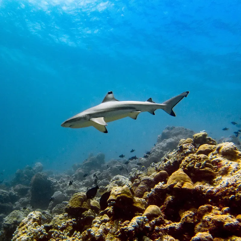 Requin de récif à pointe blanche nageant au-dessus d'un récifal corallien
