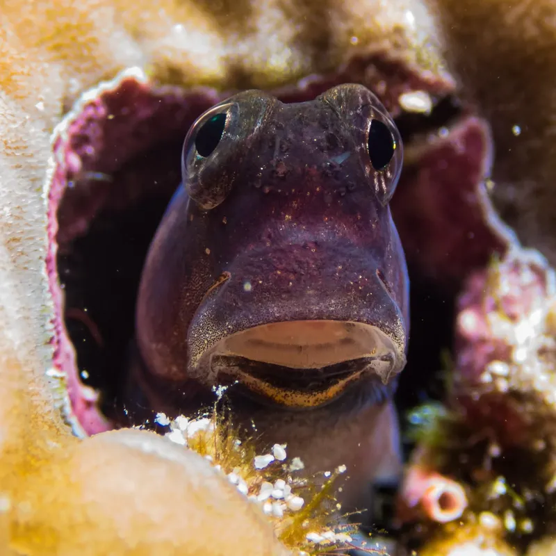 Gobi, petit poisson regardant la camera depuis son trou dans le corail