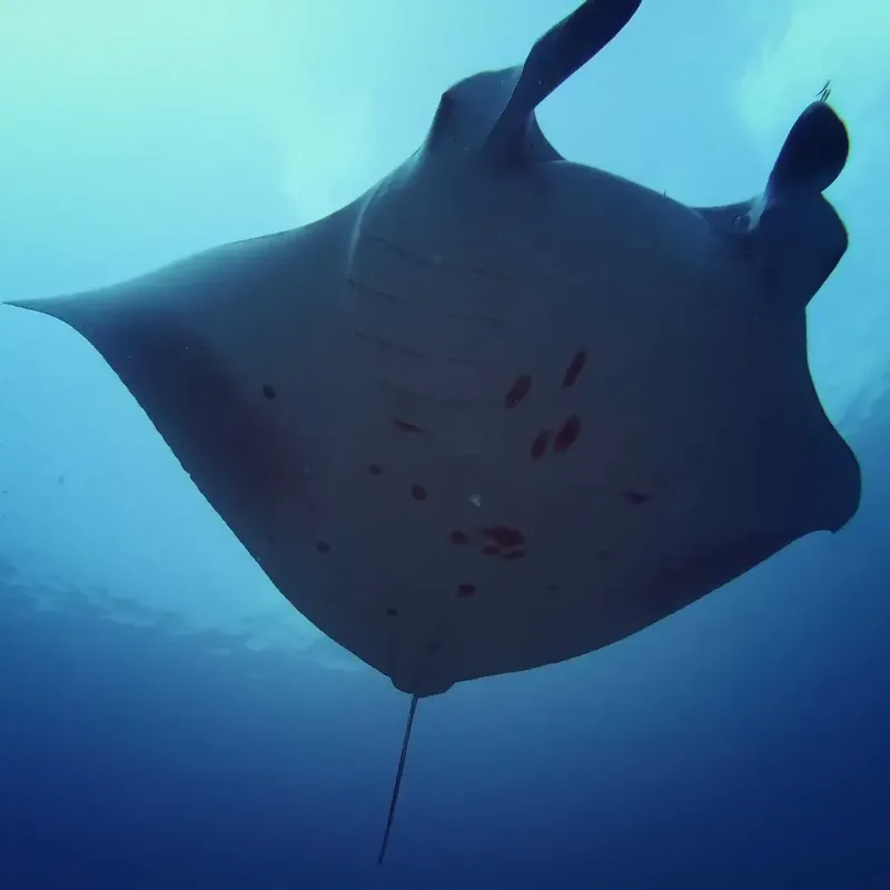 Raie manta nageant gracieusement dans les eaux bleues de l'océan