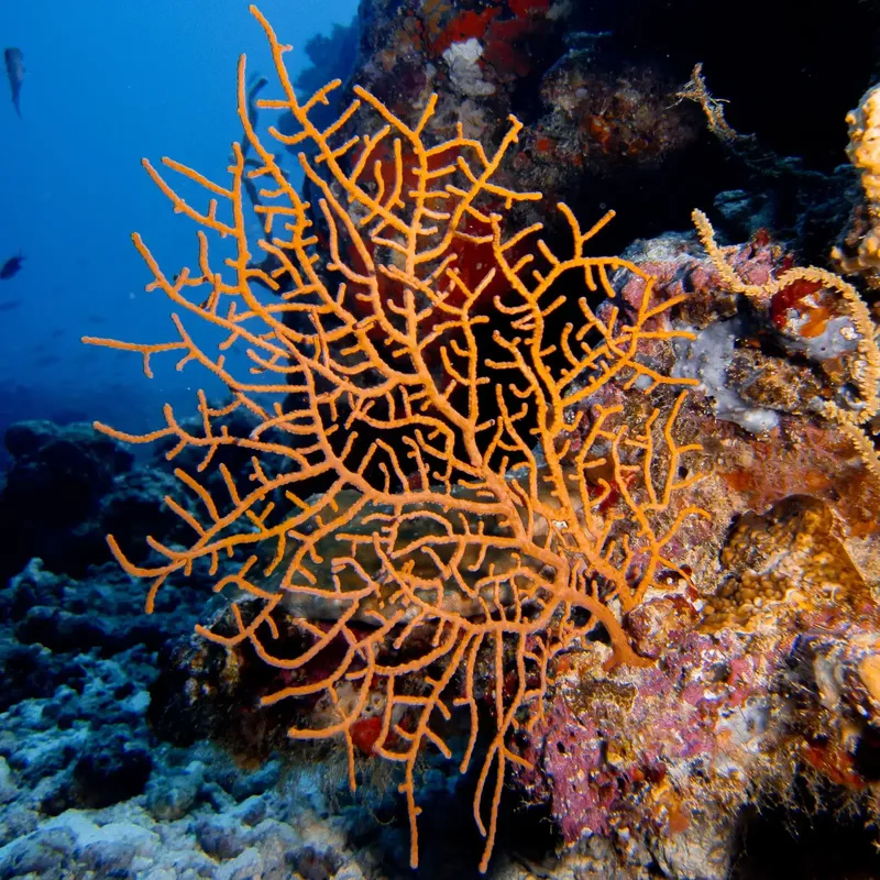 Corail orange en pleine eau, récif coloré et vie marine