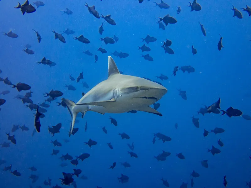 Un requin gris nage au milieu d'un banc de poissons bleus