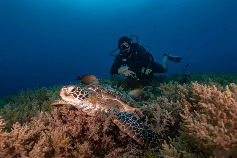 Plongeur observant une tortue marine au milieu d'un récif corallien