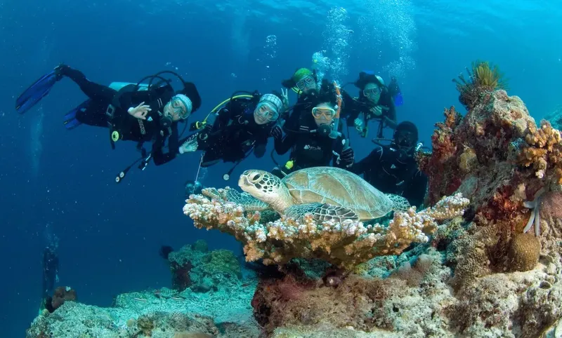 Plongeurs observant une tortue marine sur un récifal corallien