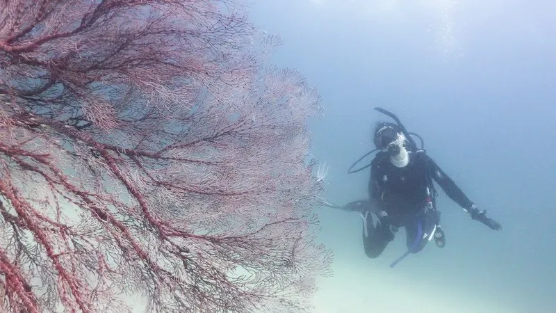 Plongeur evoluant au milieu d'une gorgonie rouge en mer