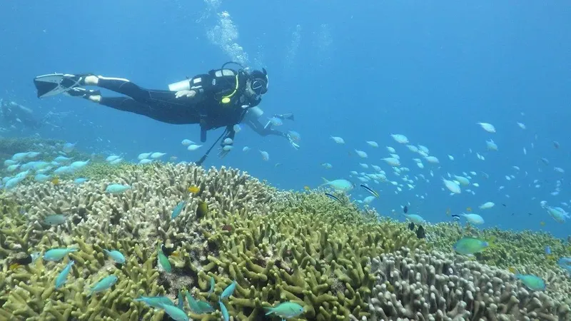 Plongeur explore un récif corallien avec des bancs de poissons bleus