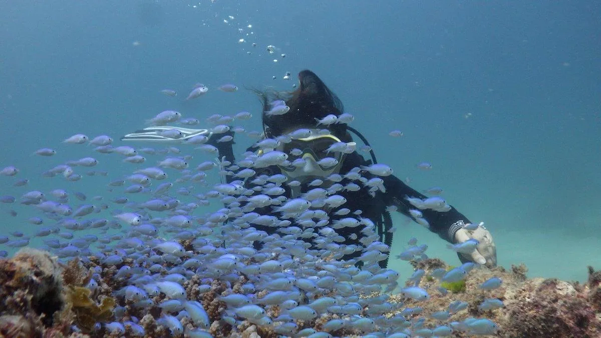 Plongeur entouré d'un banc de petits poissons argentés en mer