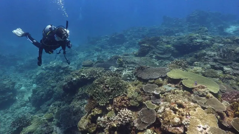 Plongeur explorant un récif corallien sous-marin avec une visibilité claire