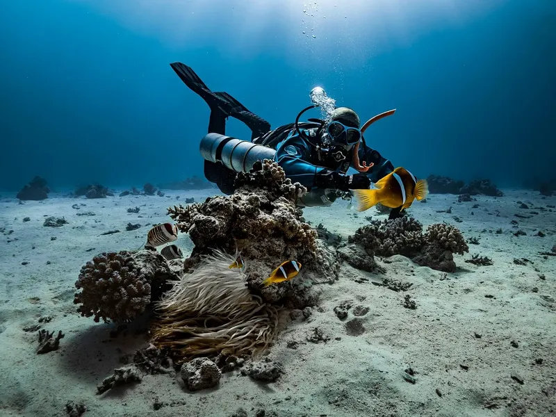 Plongeur observant des poissons clowns et une anémone de mer