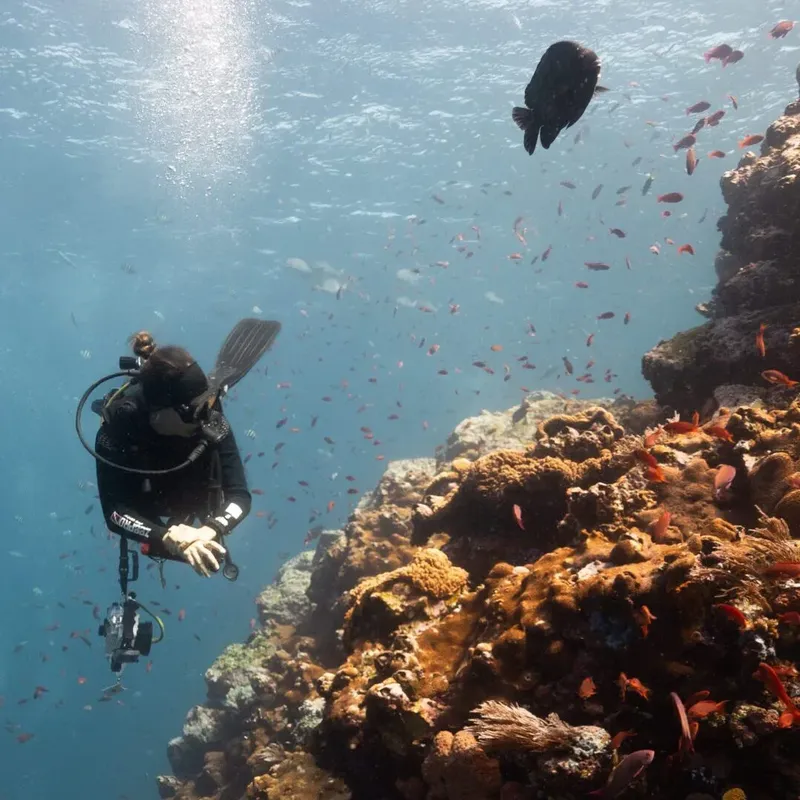 Plongeur explorant un récif corallien avec des poissons colorés