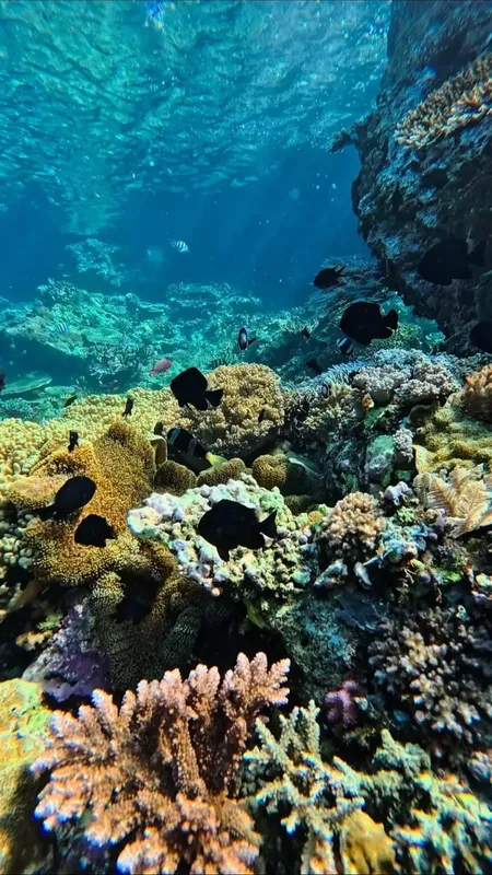 Recif corallien coloré avec de nombreux poissons tropicaux en mer