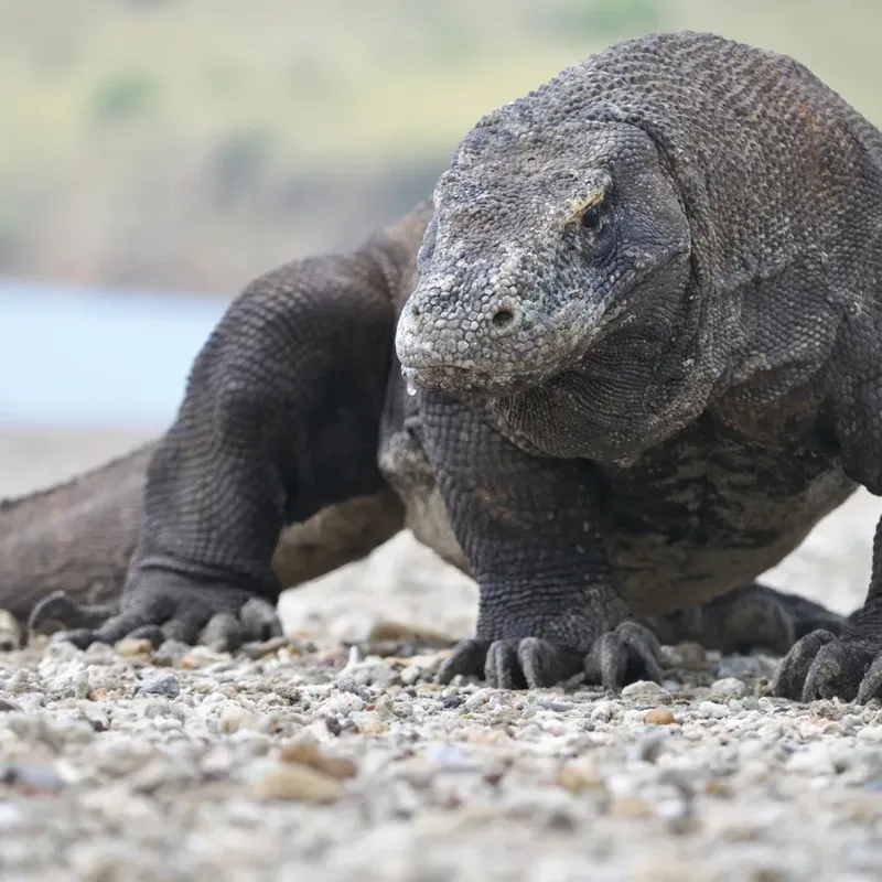 Gros plan d'un varan de Komodo sur une plage de galets