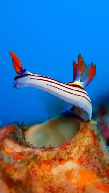 Nudibranche rayée rouge et blanche nageant au-dessus d'un corail coloré