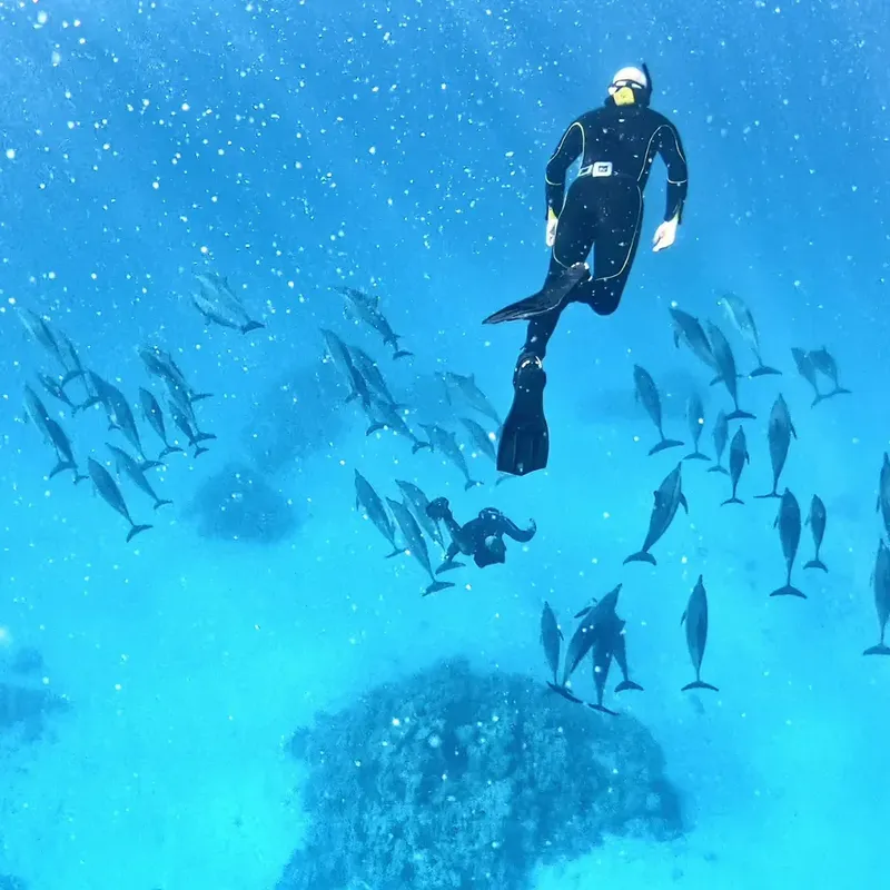 Plongeur en apnée entouré d'un grand groupe de dauphins en mer