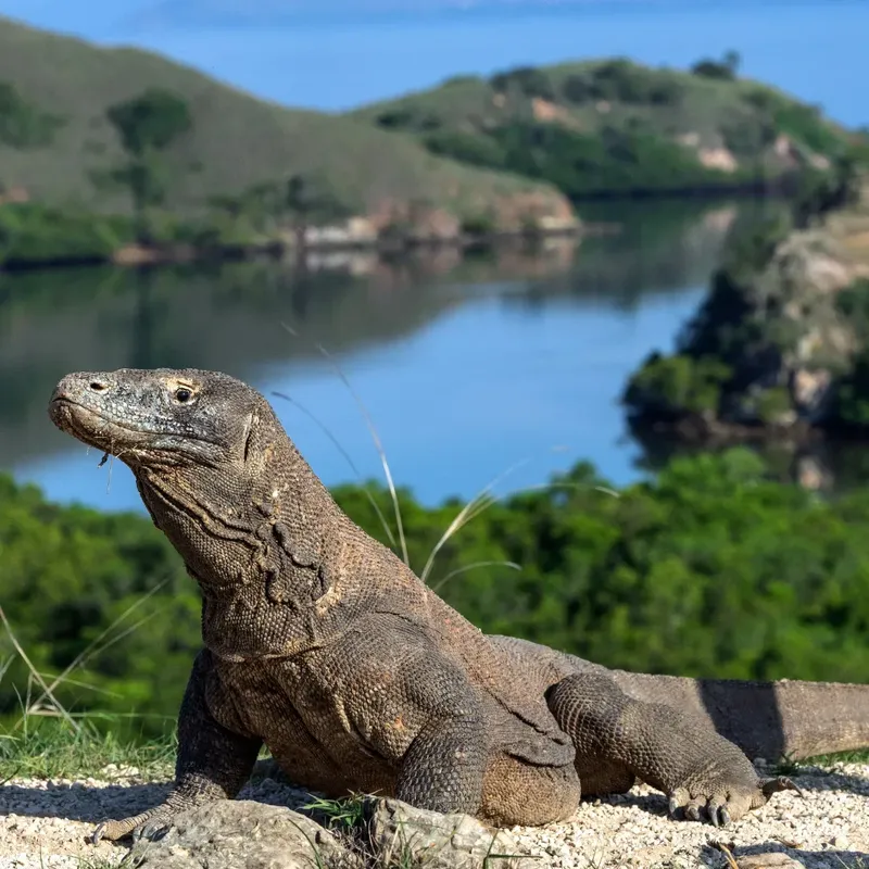 Grand varan de Komodo au repos, regardant vers la mer et les collines