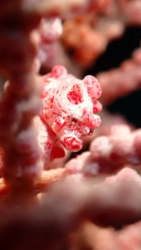 Un poisson-fantôme rose se camoufle sur des coraux ramifiés