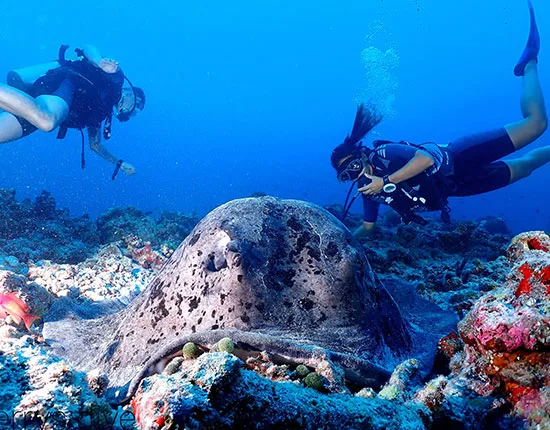 Deux plongeurs observent une raie manta au-dessus d'un récifal corallien