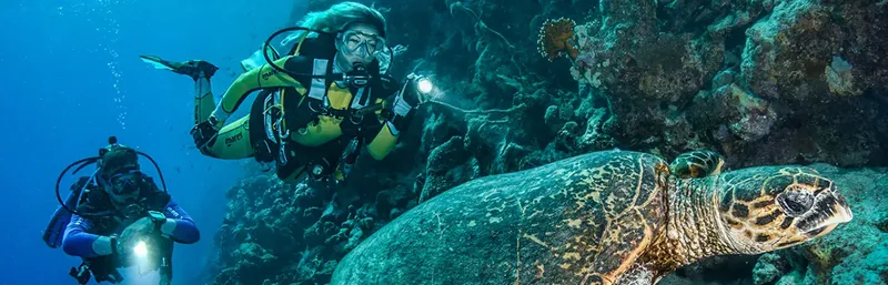 Deux plongeurs interagissent avec une tortue marine dans un récif corallien