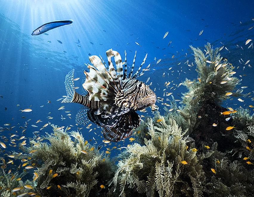 Poisson-lion nageant au milieu de coraux et de petits poissons