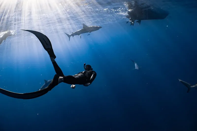Apnéiste nageant avec des requins dans une eau bleue et ensoleillée
