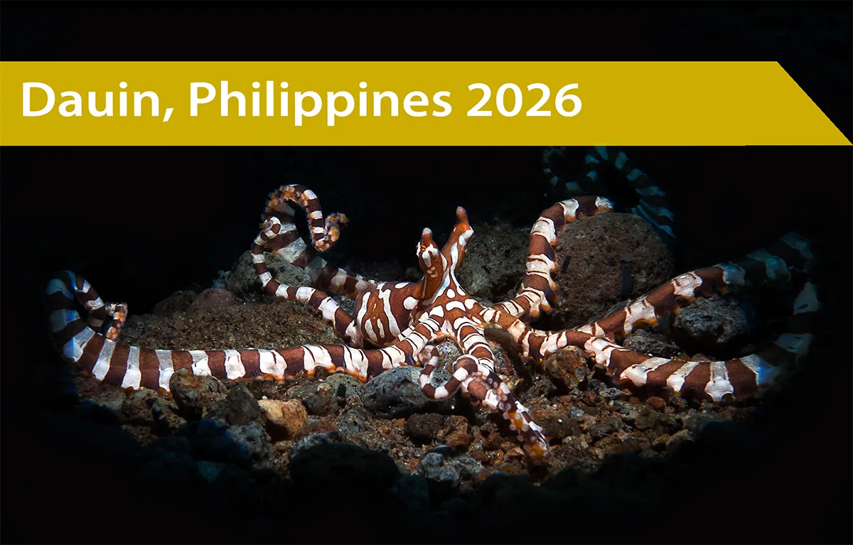 Pieuvre rayée sur fond sombre, habitat rocheux, Philippines 2026