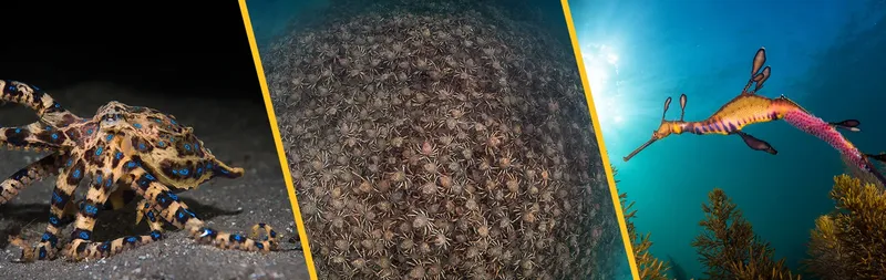 Trois images sous-marines d'espèces marines colorées et fascinantes
